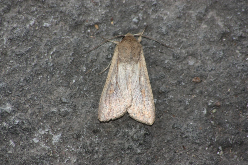 ID noctuidae